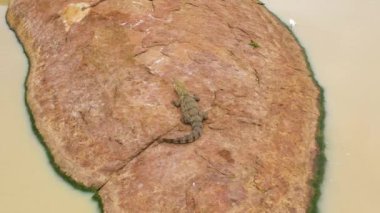 Timsahın hava aracı güneşin altında bir kayanın üzerinde güneşleniyor. Timsahlar doğal ortamlarında. Sri Lanka. Panama Wewa.