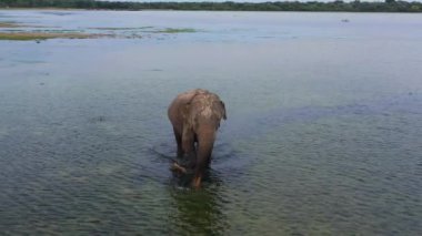 Ulusal parktaki göldeki filin en üst görüntüsü. Vahşi hayvanlar. Sri Lanka.