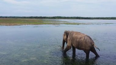 Ulusal parktaki gölde filin insansız hava aracı. Vahşi hayvanlar. Sri Lanka.