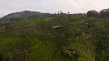 Aerial drone of Tea estate in Sri Lanka. High mountain tea plantation.