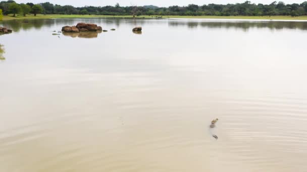 Krokodyl Jeziorze Aligatory Ich Naturalnym Środowisku Sri Lanka Panama Wewa — Wideo stockowe