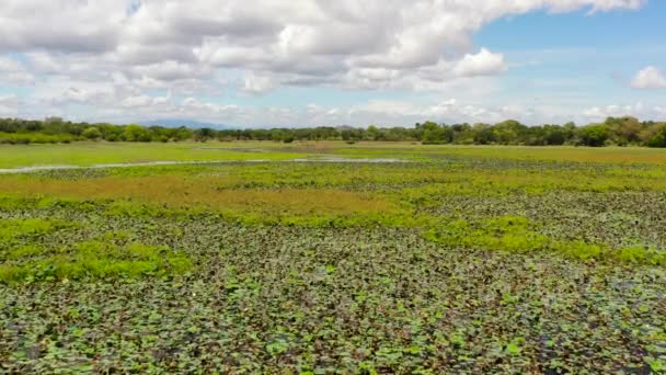 Letecký Dron Mokřadů Tropickou Vegetací Národním Parku Srí Lanka — Stock video