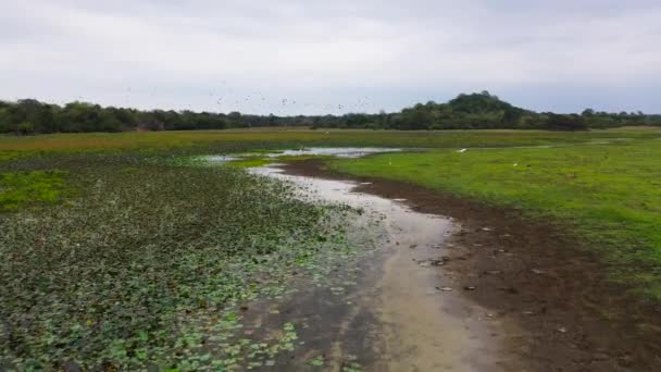 国家公园沼泽地森林里的鸟儿 斯里兰卡 — 图库视频影像