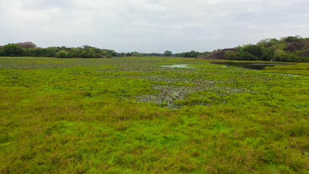 Dron Powietrzny Mokradeł Bagno Potem Roślinnością Wodną Parku Narodowym Sri — Wideo stockowe