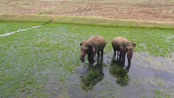 공중에서 코끼리 농경지와 스리랑카 — 비디오