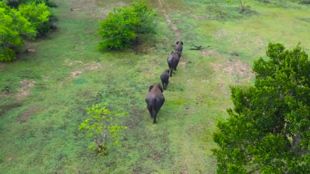 Górny Widok Stado Słoni Jest Chodzenie Dżungli Dzikie Zwierzęta Sri — Wideo stockowe
