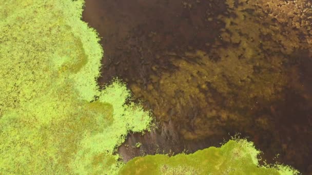 スリランカの水生植物と湖や沼の表面の空中ビュー — ストック動画