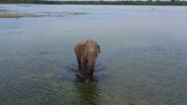 Ovanifrån Vild Elefant Sjön Nationalparken Vilda Djur Sri Lanka — Stockvideo