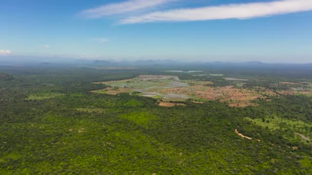 Orman Arasında Tarım Bitkilerinin Bulunduğu Tarım Arazilerinin Havadan Görünüşü Kırsal — Stok video