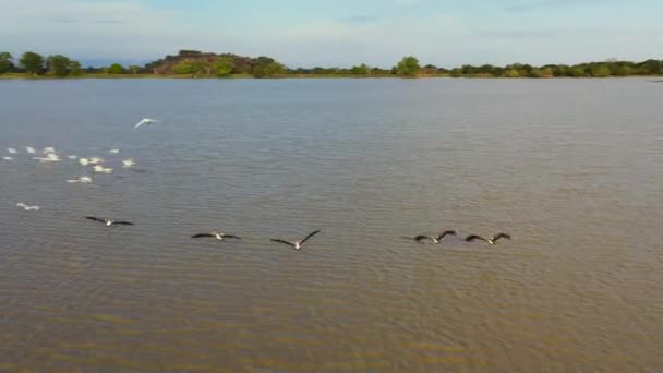鳥の群れの空中ビューは スリランカの国立公園内の湖の上を飛ぶ — ストック動画