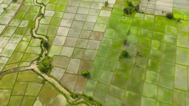 Aerial drone of rice fields and agricultural land in the countryside. Sri Lanka.