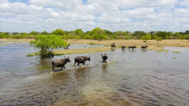 Kumana Ulusal Parkı 'ndaki su buffalolarının hava manzarası. Sri Lanka.