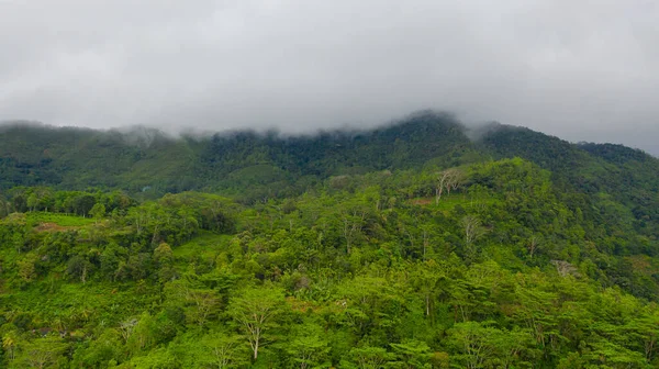 Chaîne Montagnes Tropicales Pentes Montagneuses Avec Forêt Tropicale Sri Lanka — Photo