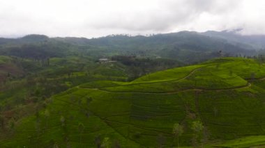 Tea estate landscape, Sri Lanka. Landscape with green fields of tea.