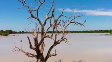 Aerial drone of withered dead tree in the lake. National Park of Sri Lanka.