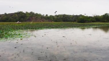 Sulak alanlar, ulusal parktaki eşofman altı ve su bitkileriyle dolu bir bataklık. Sri Lanka.