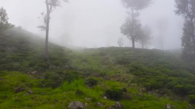 Dağlık ilçe manzaralı çay evi. Sri Lanka. Çay tarlaları.