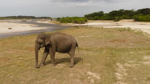 Vahşi Yaşam Koruma Alanındaki Fil Sri Lanka Nın Vahşi Hayvanları — Stok video