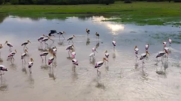 日落时湖中的鸟儿在丛林中飞舞 Sri Lanka National Park — 图库视频影像