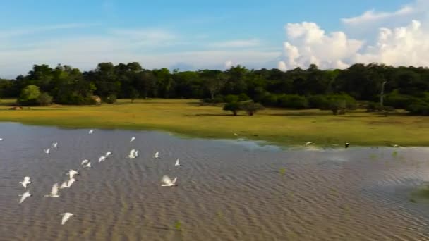 スリランカの国立公園では 鳥の群れの空中ドローンが湖を飛んでいます — ストック動画