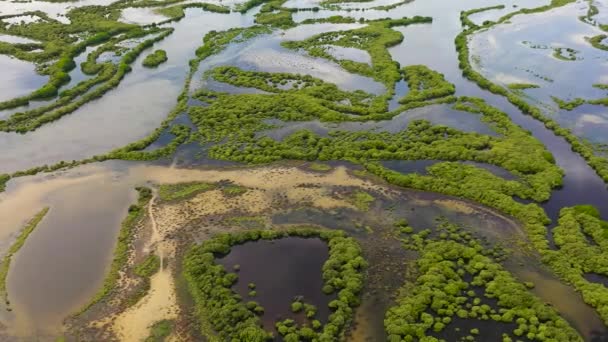 Pohled Shora Stromy Mangrove Zatopených Zemích — Stock video