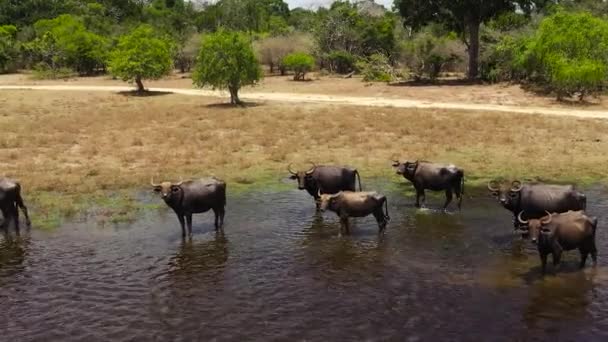 Stádo Buvolů Kráčí Podél Jezera Národní Park Kumana Srí Lanka — Stock video