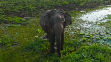 Sri Lanka fili vahşi doğada. Doğal ortamlarında bir fil gibi. Sri Lanka.