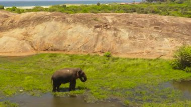 Göldeki fil bitki örtüsüyle beslenir. Arugam Körfezi Sri Lanka.