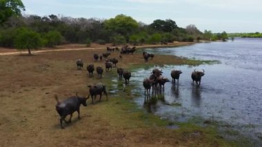 Kumana Ulusal Parkı 'nda su buffaloları. Sri Lanka.