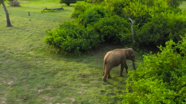 Een Jonge Olifant Jungle Het Nationale Park Van Sri Lanka — Stockvideo