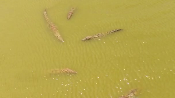 Top View Crocodiles Shallows Lake Natural Habitat Sri Lanka Panama — Wideo stockowe