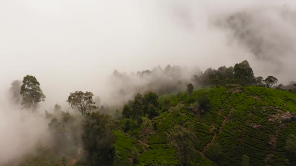 Green Tea Plantation Covered Fog Clouds Sri Lanka Tea Estate — Stock video