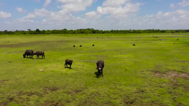 Вид Воздуха Диких Буйволов Национальном Парке Шри Ланки Естественной Среде — стоковое видео