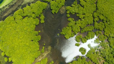 Hava manzaralı yeşil ekoloji mangrovu deniz koyuna tropikal yağmur ormanı. Mangrove manzarası. Siargao, Filipinler.