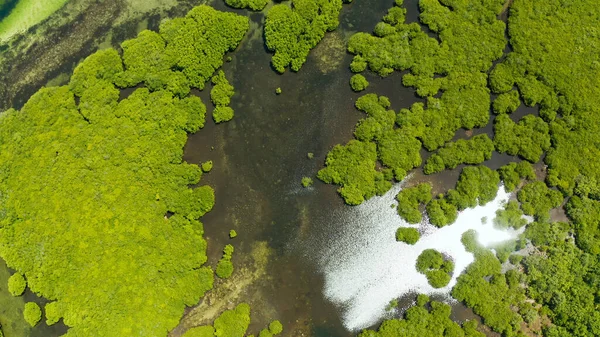 Vista Aerea Verde Ecologia Mangrovie Natura Foresta Pluviale Tropicale Alla — Foto Stock