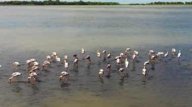 Göldeki kuşların insansız hava aracı yiyecek arıyor. Balıkçıllar doğal ortamlarında. Sri Lanka.