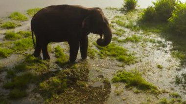 Vahşi doğadaki filin hava dronu bataklıktaki otlarla beslenir. Arugam Körfezi Sri Lanka.