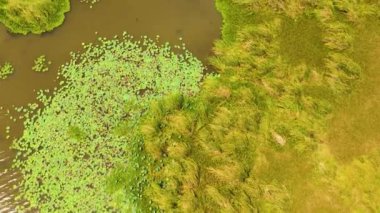 Swamps and lakes in the reserve, natural habitat of animals and birds. Sri Lanka.