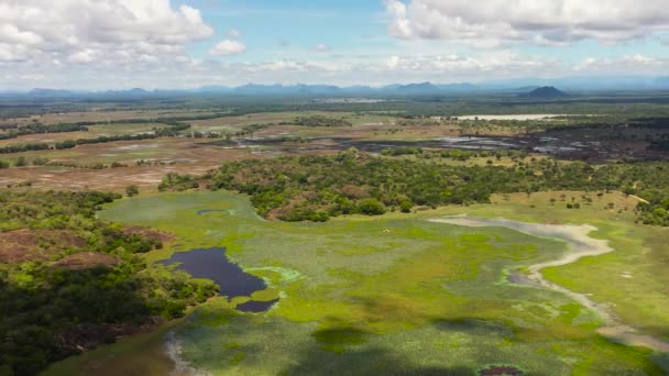 Yeşil Tropikal Bitki Örtüsü Nilüferlerle Bataklık Göl Manzarası Sri Lanka — Stok video