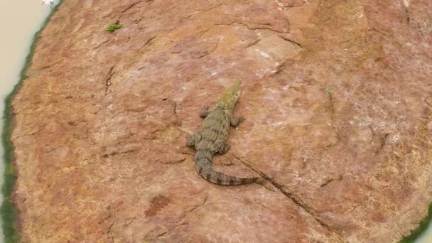 俯瞰躺在岩石上晒太阳的鳄鱼 鳄鱼生活在它们的自然栖息地斯里兰卡 巴拿马Wewa — 图库视频影像