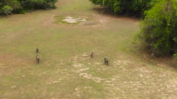 ジャングルの野生のイノシシの群れの空中ビュー スリランカ — ストック動画
