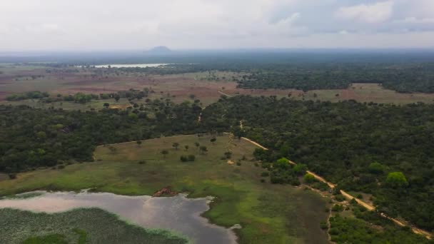 Selva Tropical Selva Rodeada Humedales Parque Nacional Sri Lanka — Vídeos de Stock