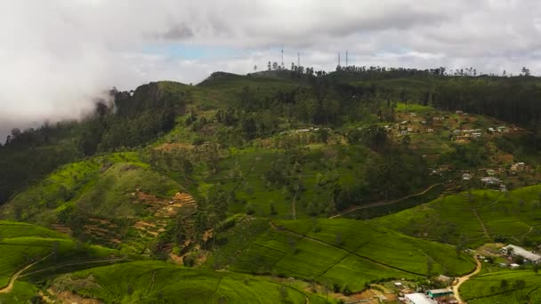 Drone Aéreo Propriedade Tea Sri Lanka Plantação Chá Montanha Alta — Vídeo de Stock