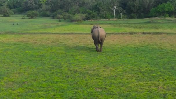 Widok Góry Słonia Rezerwacie Parku Narodowego Dzikie Zwierzęta Sri Lance — Wideo stockowe