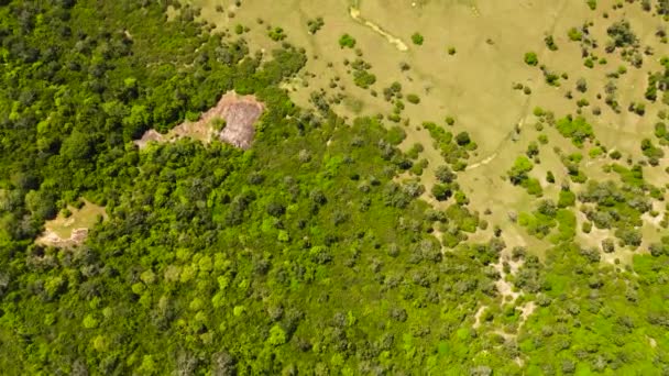 Djungel Och Tropisk Vegetation Nationalparken Sri Lanka — Stockvideo