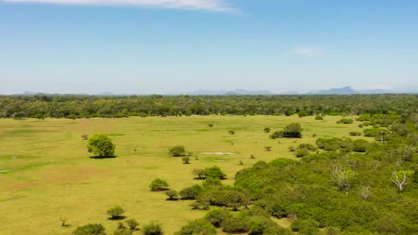 Jungle Met Tropische Vegetatie Nationale Parken Van Sri Lanka — Stockvideo