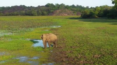 Sri Lanka 'nın ulusal parkındaki çimlerle beslenen fillerin hava manzarası.