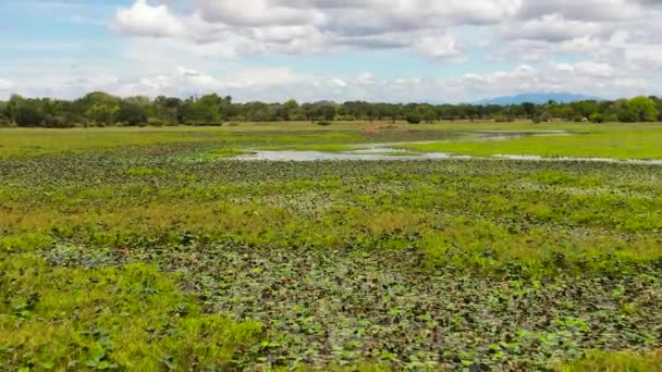 Vista Aérea Parque Nacional Com Vegetação Tropical Pântanos Sri Lanka — Vídeo de Stock