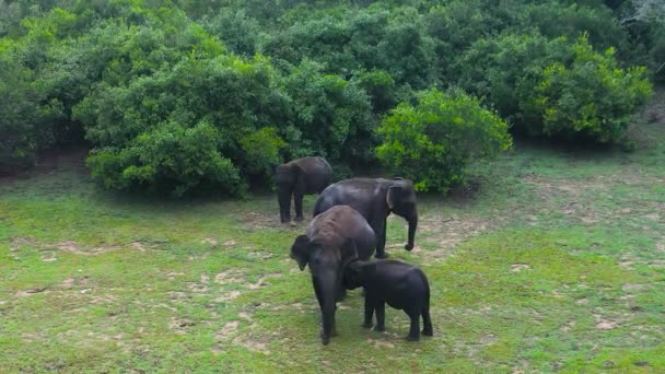 밀림에 코끼리 꼭대기에 스리랑카의 — 비디오