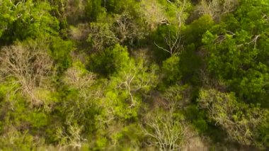 Sri Lanka 'nın ulusal parklarında tropikal bitki örtüsü olan orman manzarası.